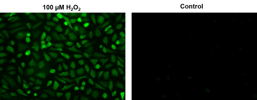 Amplite 荧光法胞内辣根过氧化物酶检测试剂盒 绿色荧光 货号11503