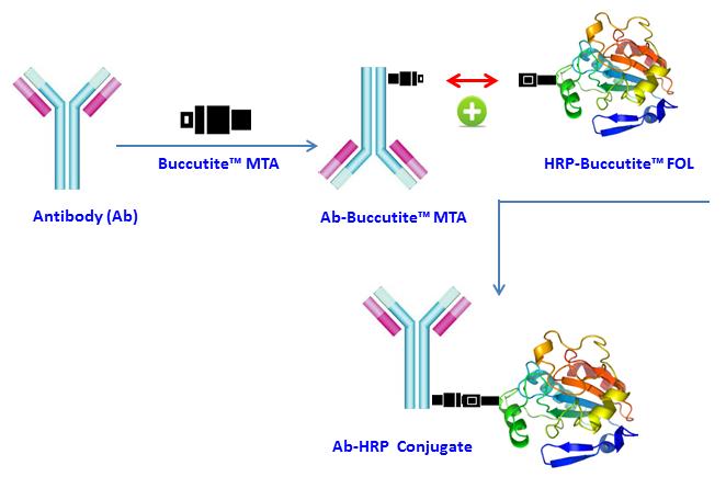 过氧化物酶（HRP）抗体偶联试剂盒 适合标记25ug蛋白 货号5505