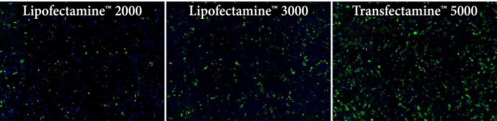 Transfectamine 5000转染试剂 货号60021
