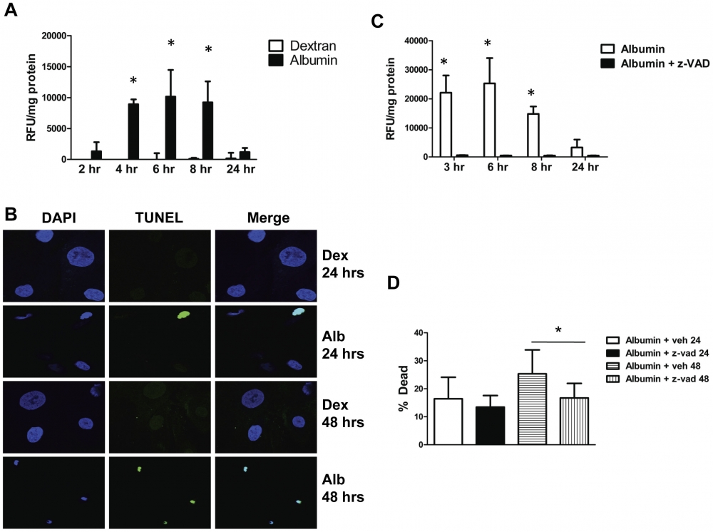 Cell Meter Caspase 3/7活性细胞凋亡检测试剂盒 蓝色荧光 货号22795
