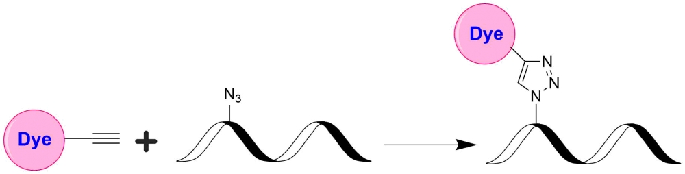 iFluor 488 炔烃 货号999