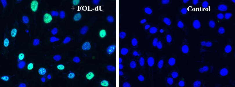 Bucculite dT掺入细胞增殖荧光成像试剂盒*绿色荧光* 货号22305