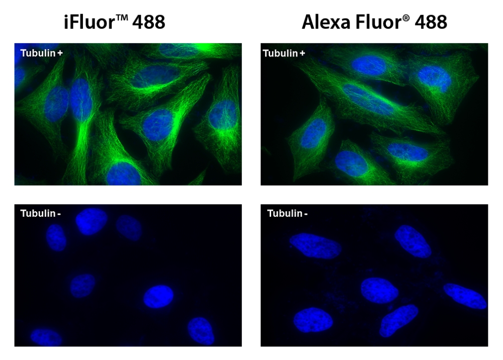 iFluor 488琥珀酰亚胺酯  替代Alexa Fluor 染料 货号1023