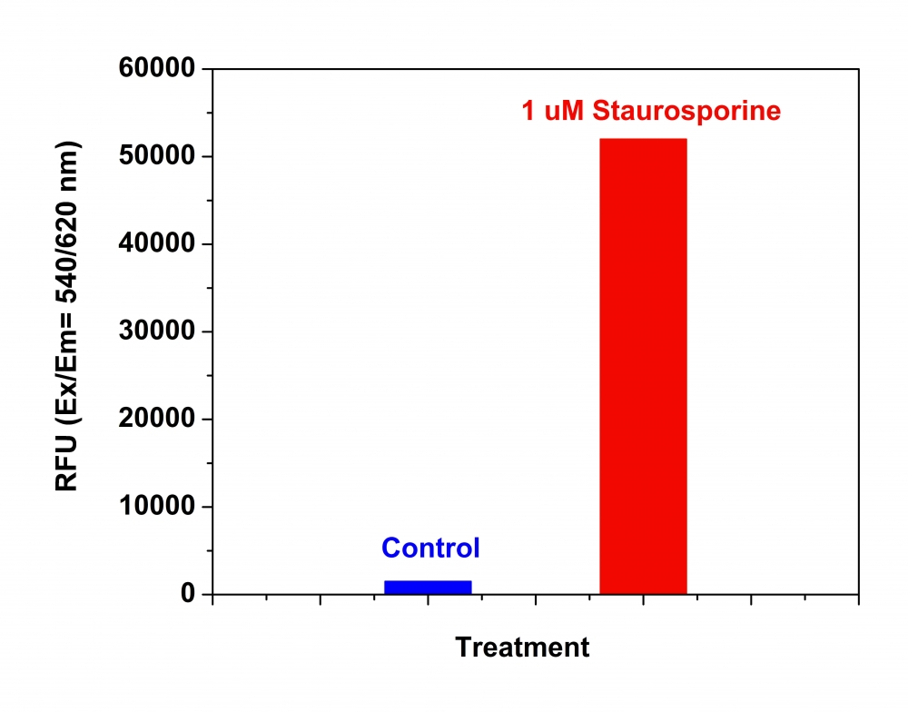 Amplite 荧光法Caspase 3/7活性检测试剂盒 红色荧光 货号13504