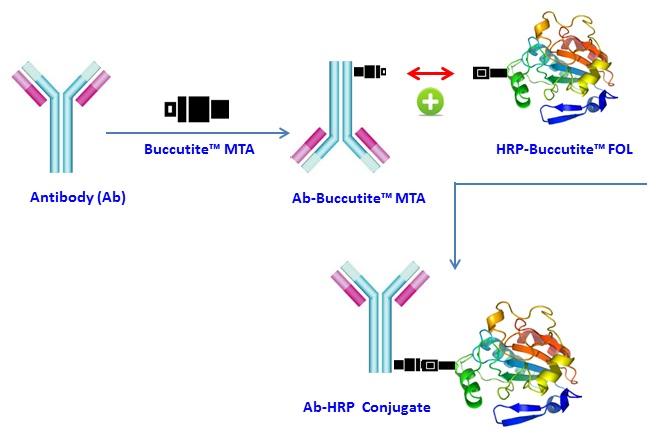 过氧化物酶（HRP）抗体偶联试剂盒 适合标记1mg蛋白 货号5504