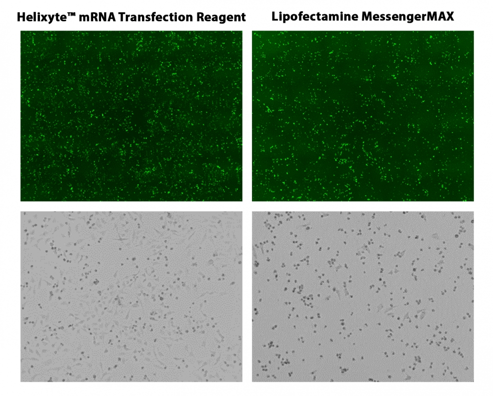 Helixyte mRNA转染试剂 货号60030