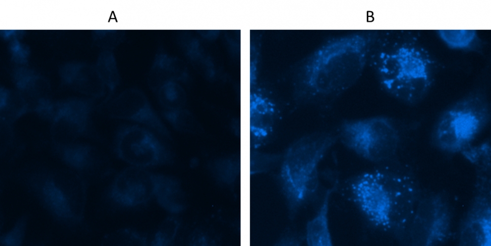 Cell Meter 细胞自噬检测试剂盒 蓝色荧光 货号23000