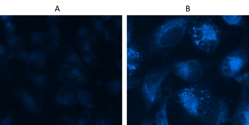 Cell Meter 细胞自噬检测试剂盒 蓝色荧光 货号23000