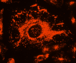 LysoBrite 溶酶体深红色荧光探针 现货促销 货号22646