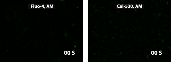 AAT Biquest  钙离子荧光探针Cal-520 , AM 货号21130