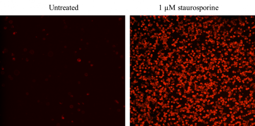 Annexin V凋亡检测试剂盒 红色荧光 适合流式细胞检测 货号22826