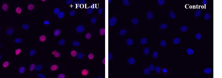 Bucculite dT掺入细胞增殖荧光成像试剂盒*深红色荧光* 货号22320