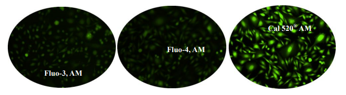 钙离子荧光探针Cal-590 钾盐 货号20518
