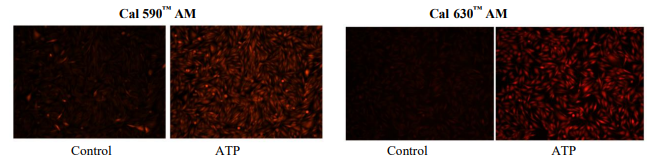 钙离子荧光探针Cal-590 钾盐 货号20518