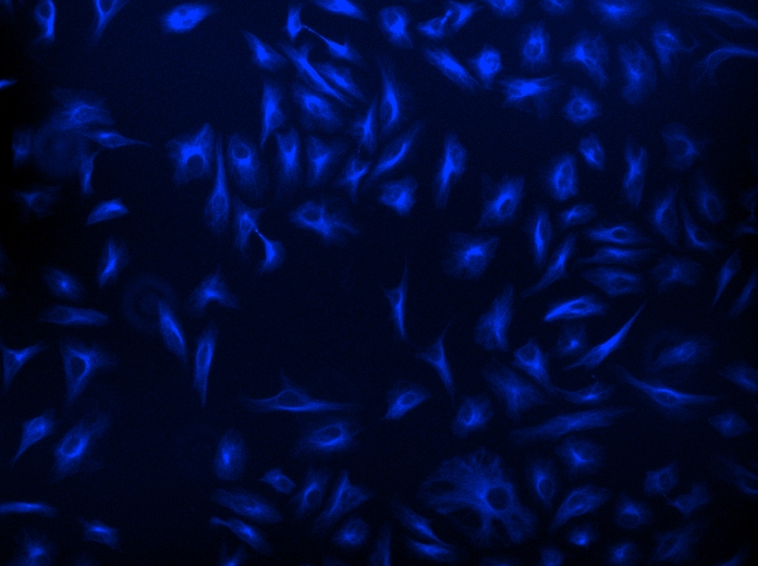 AF350-标记羊抗鼠免疫球蛋白(H+L) 货号16380