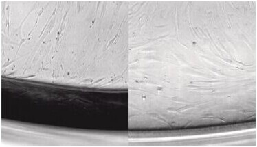 细胞培养板，24孔,艾本德/Eppendorf,TC处理, 带盖, 平底, 60块 0030722116