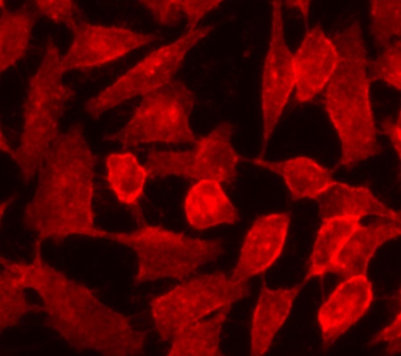 Cell Navigator 细胞膜染色试剂盒 红色荧光 货号22681