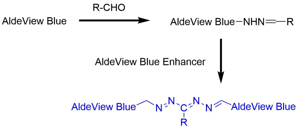 Amplite 比色法醛类定量试剂盒 蓝色  货号10053
