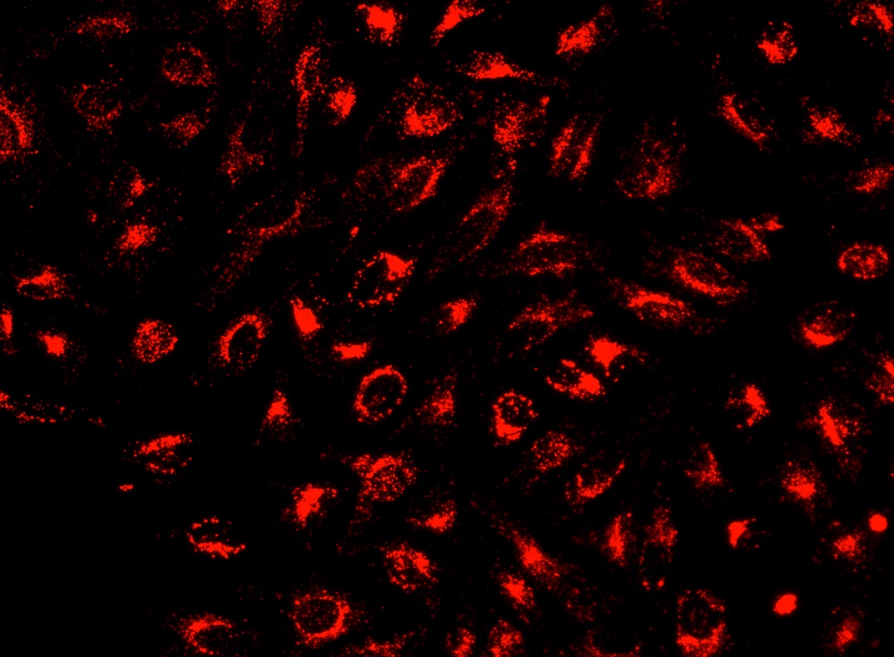 Cell Explorer 活细胞示踪试剂盒 深红色荧光 货号