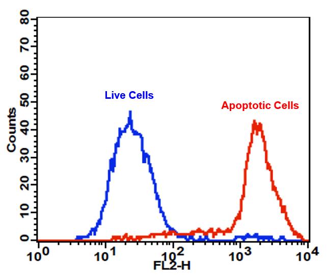 PE-Annexin V细胞凋亡检测试剂盒 适合于流式细胞仪 货号22838