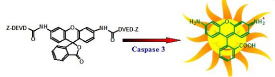 Amplite 荧光法Caspase 3/7活性检测试剂盒 绿色荧光 货号13503