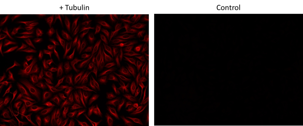 AF555抗体快速标记试剂盒  货号1276