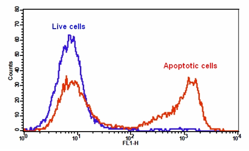磷脂酰丝氨酸细胞凋亡检测试剂盒 绿色荧光 货号22831