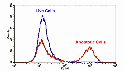 FITC-Annexin V细胞凋亡检测试剂盒 适合于流式细胞仪 货号22839