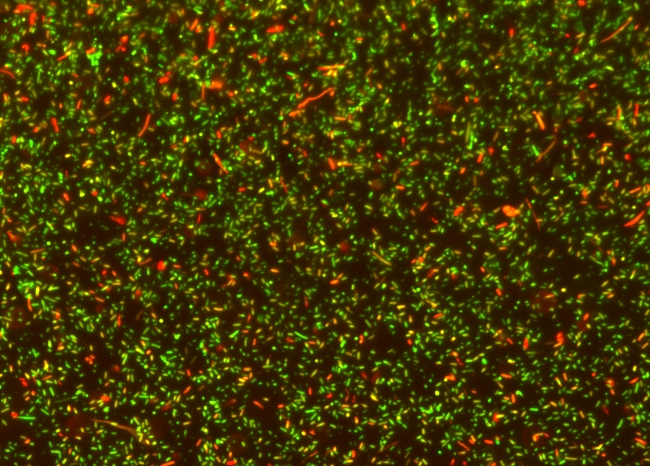 MycoLight 快速荧光细菌革兰染色试剂盒 货号22413