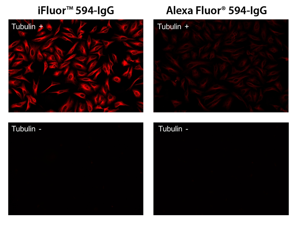 iFluor 594羊抗鼠免疫球蛋白(H+L)交叉亲和 降低干扰 货号16548