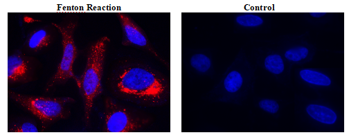 Cell Meter 线粒体羟基自由基检测试剂盒 货号16055