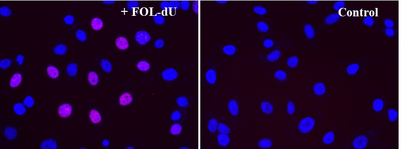 Bucculite dT掺入细胞增殖荧光成像试剂盒 货号22315