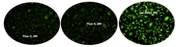 钙离子荧光探针Rhod-5N 货号21072