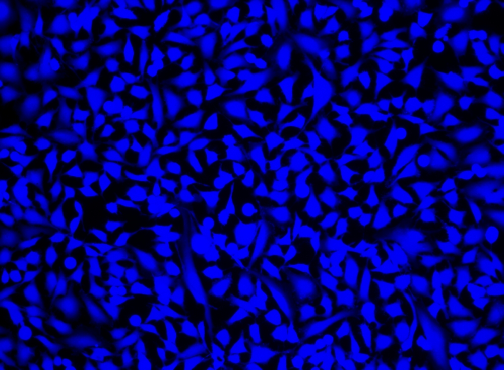 Cell Explorer 活细胞标记试剂盒 蓝色荧光  货号22606