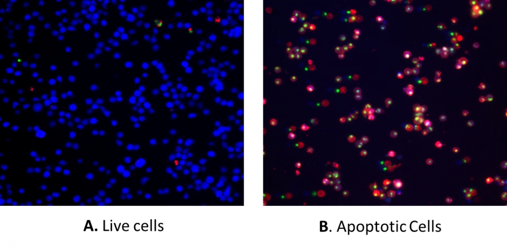 细胞凋亡和细胞坏死检测试剂盒 三色荧光 货号22843