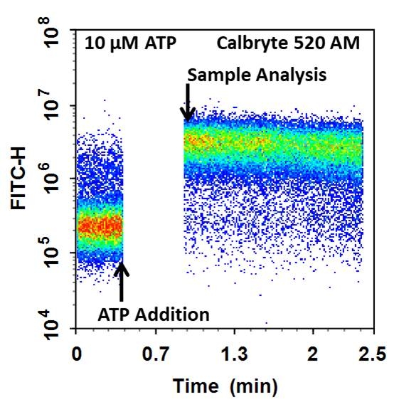 钙检测流式细胞仪分析检测试剂盒  货号36310
