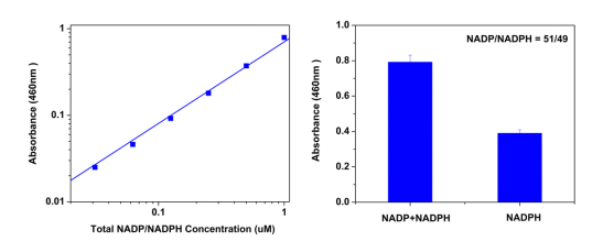 NADP/NADPH比率检测试剂盒(比色法) 货号15274