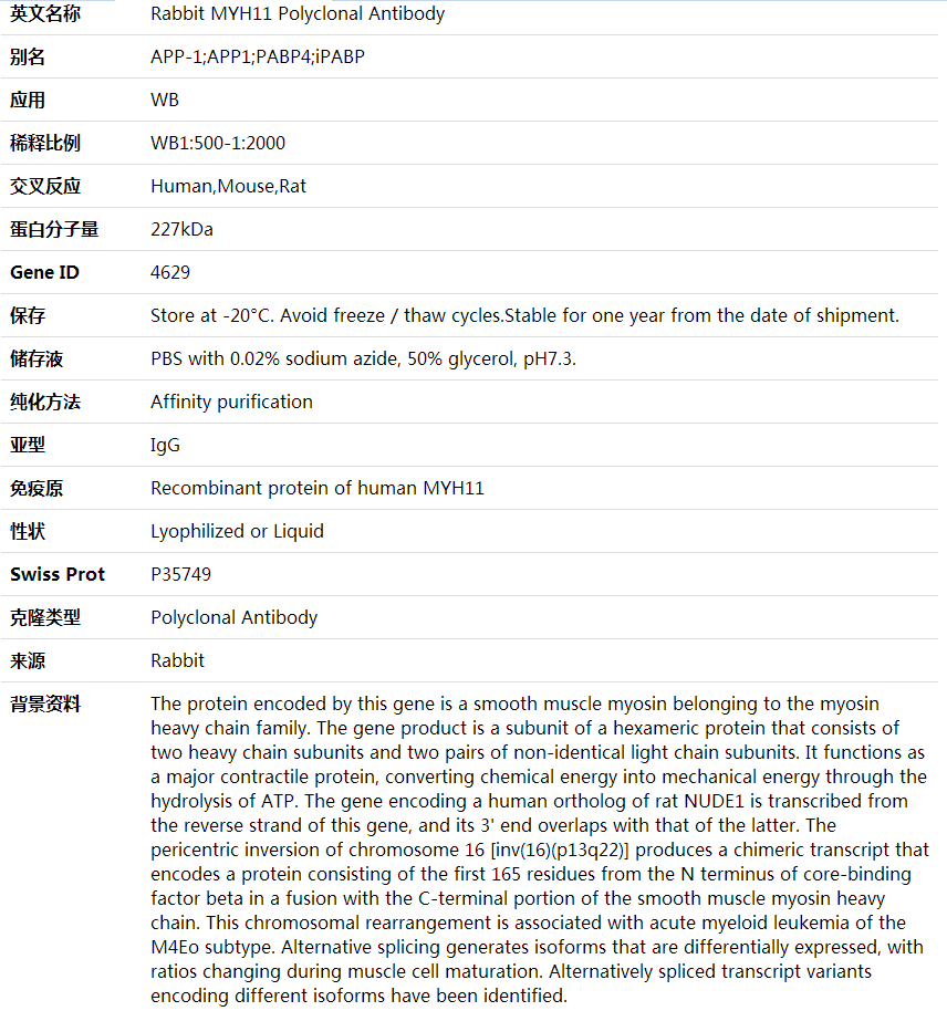 Anti-MYH11 Polyclonal Antibody,索莱宝,K002095P-100ul