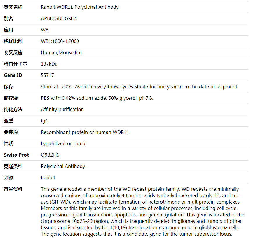 Anti-WDR11 Polyclonal Antibody,索莱宝,K002060P-100ul