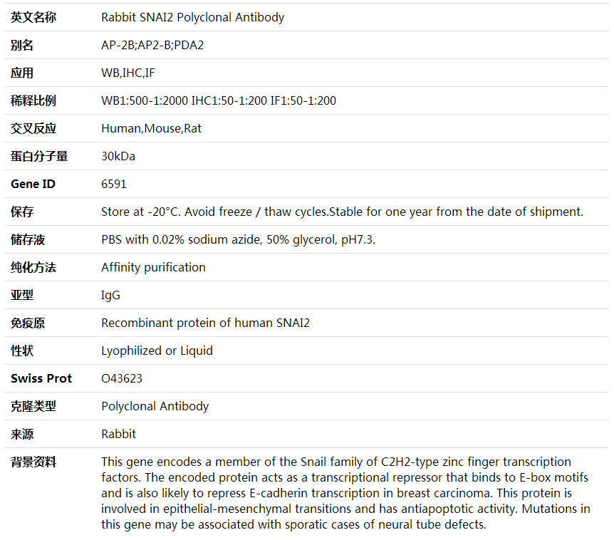 Anti-SNAI2 Polyclonal Antibody,索莱宝,K002049P-100ul