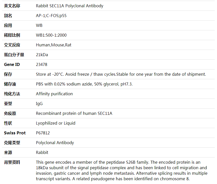 Anti-SEC11A Polyclonal Antibody,索莱宝,K002043P-100ul