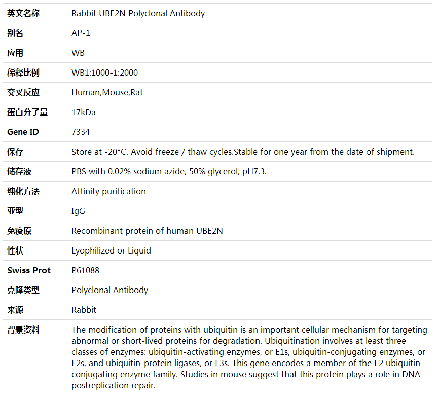 Anti-UBE2N Polyclonal Antibody,索莱宝,K002038P-50ul