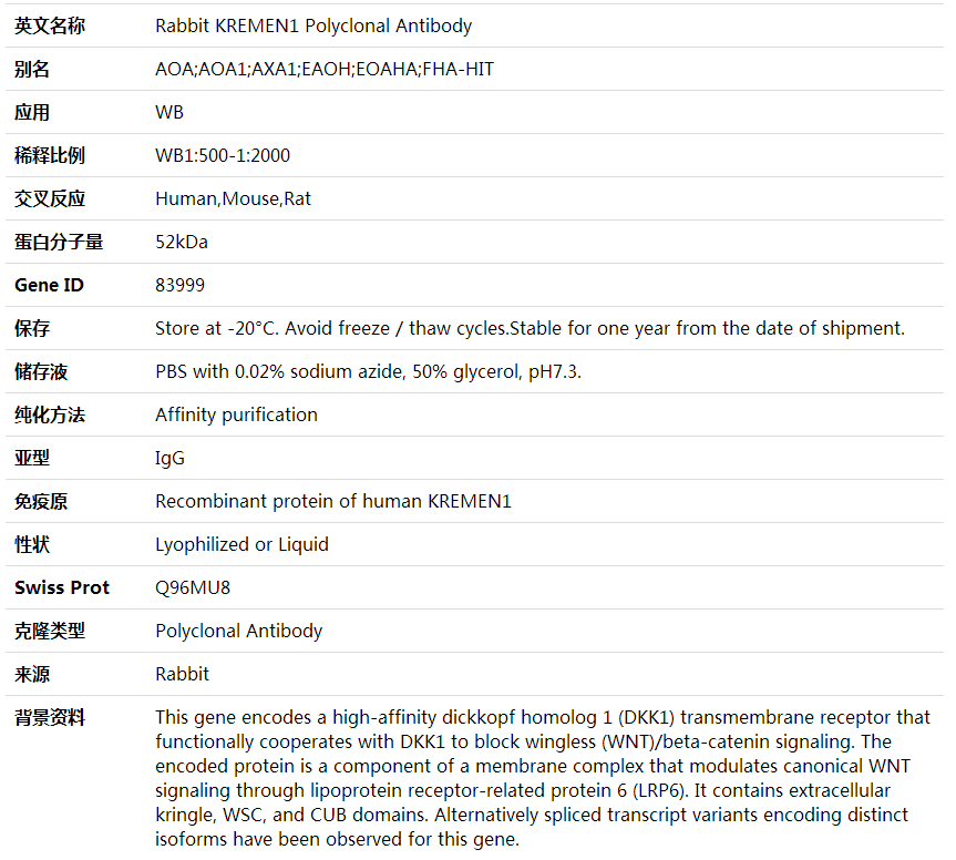 Anti-KREMEN1 Polyclonal Antibody,索莱宝,K002027P-30ul