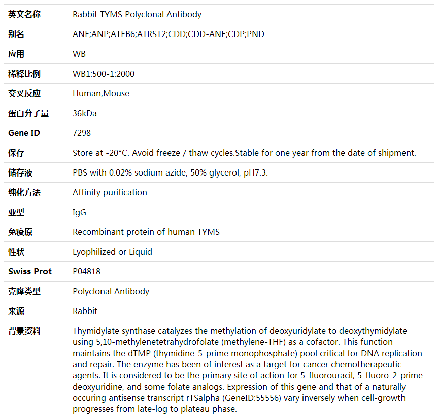 Anti-TYMS Polyclonal Antibody,索莱宝,K001999P-100ul