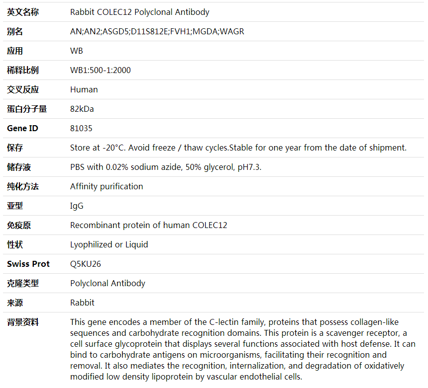 Anti-COLEC12 Polyclonal Antibod,索莱宝,K001990P-50ul