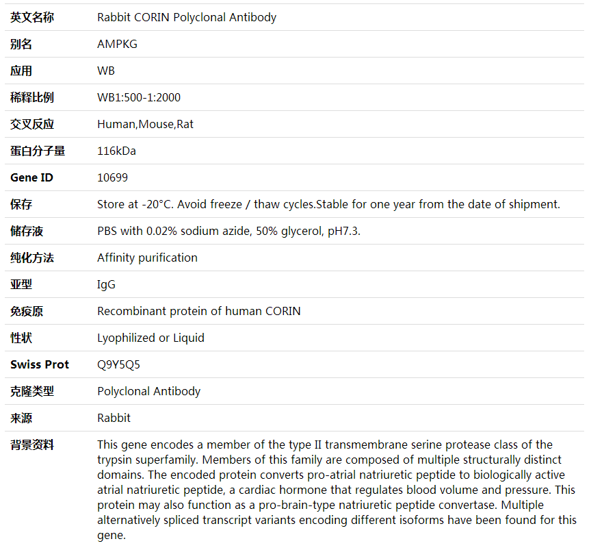 Anti-CORIN Polyclonal Antibod,索莱宝,K001982P-30ul