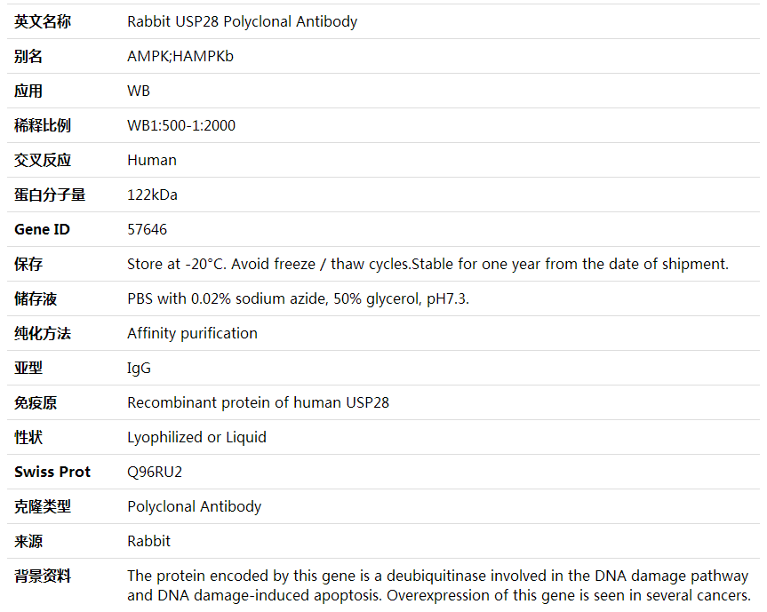 Anti-USP28 Polyclonal Antibody,索莱宝,K001981P-50ul