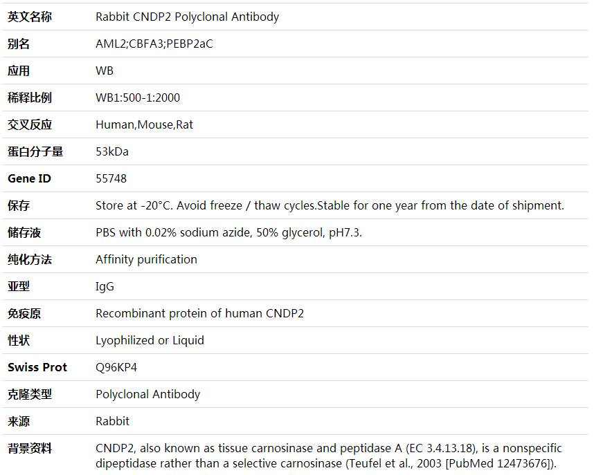 Anti-CNDP2 Polyclonal Antibod,索莱宝,K001969P-100ul