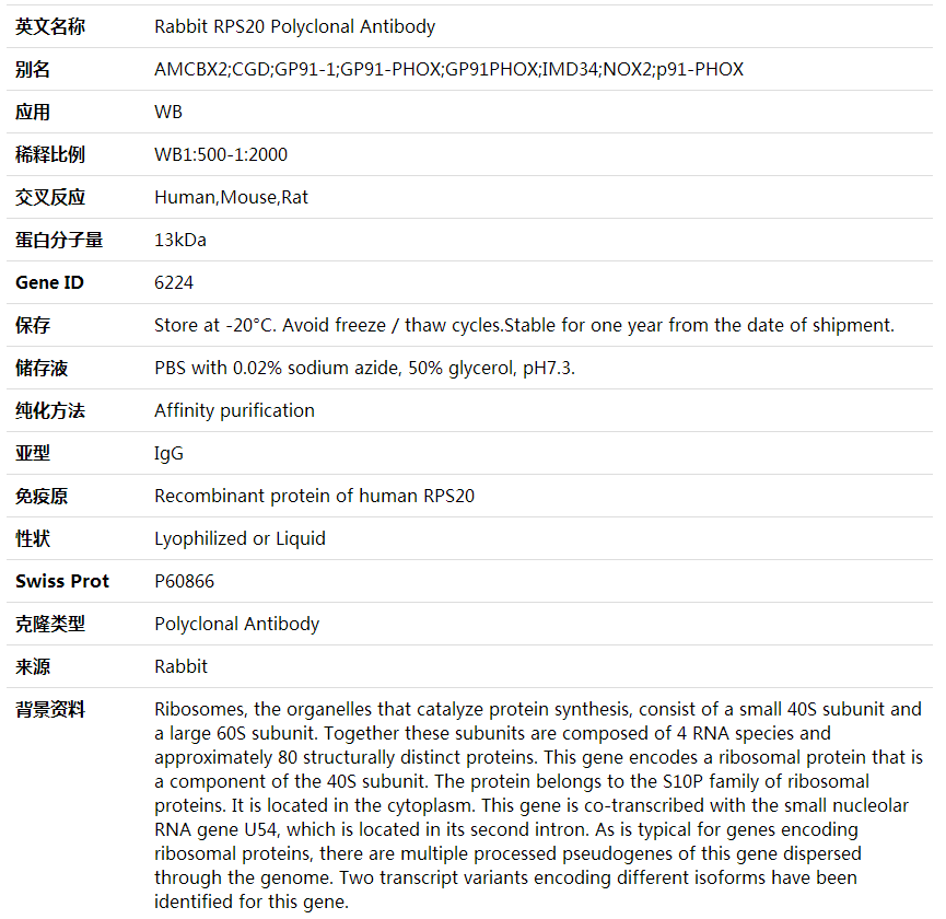 Anti-RPS20 Polyclonal Antibody,索莱宝,K001961P-50ul