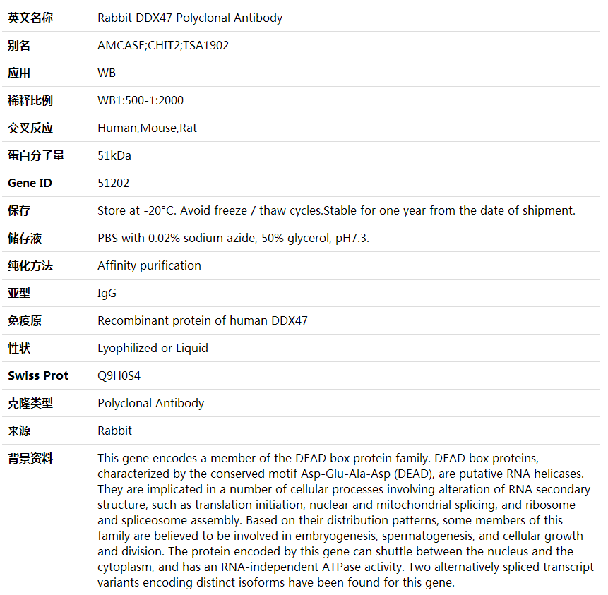 Anti-DDX47 Polyclonal Antibody,索莱宝,K001958P-30ul